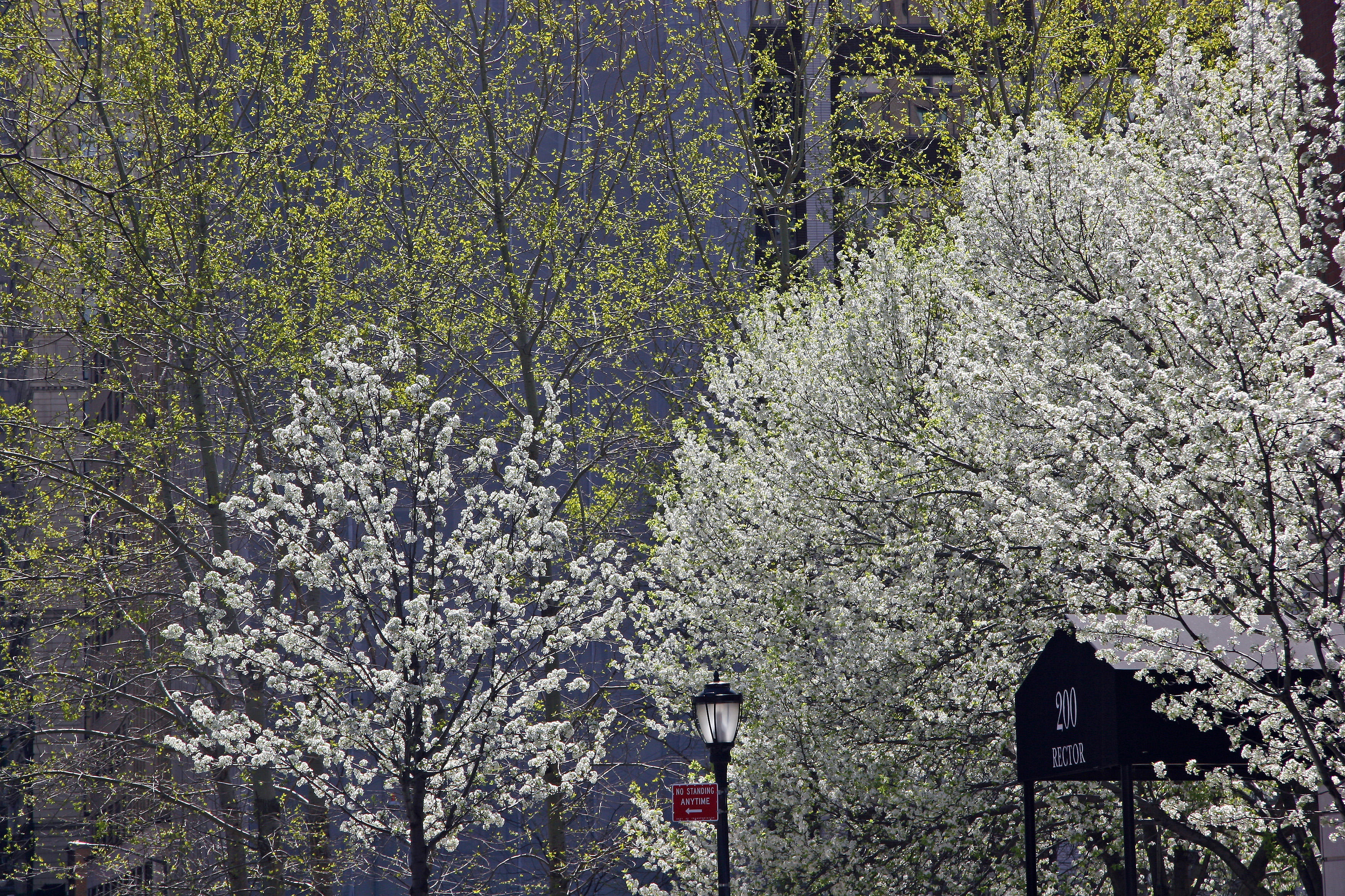 Rector Place Garden - Pear & Cherry Tree Blossoms