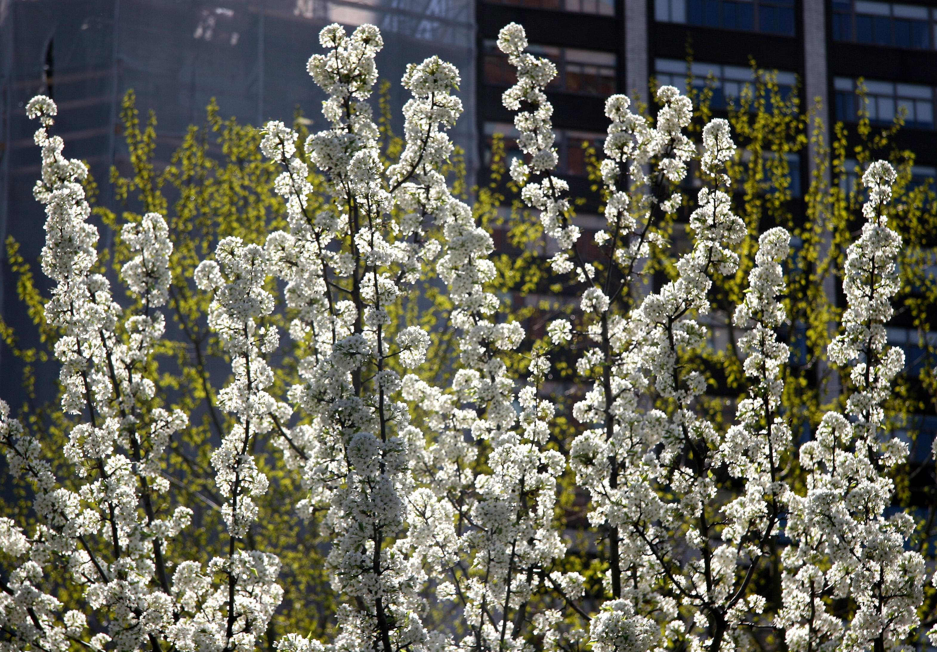 Rector Place Garden - Cherry Tree Blossoms