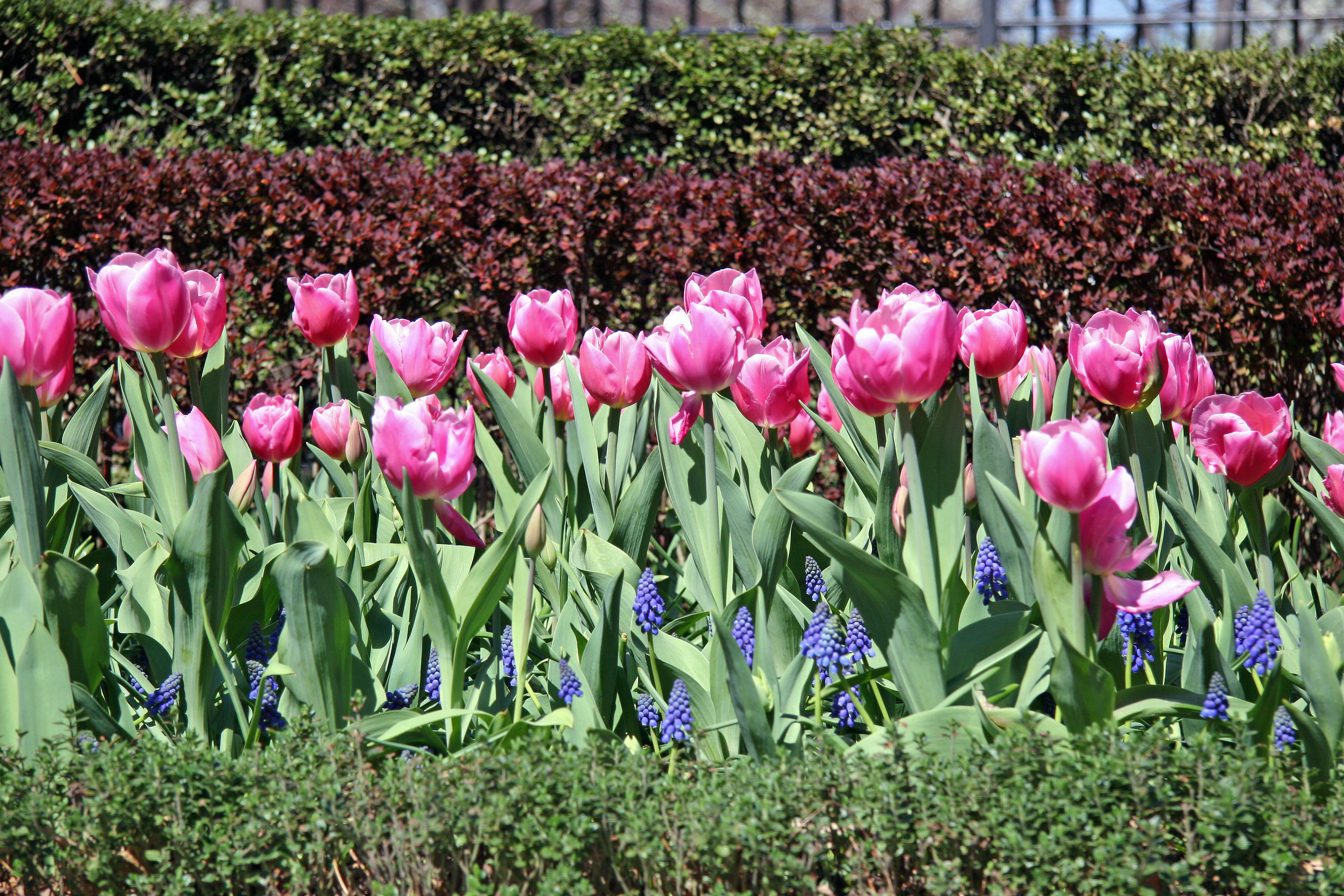 Tulips at Rector Place Garden