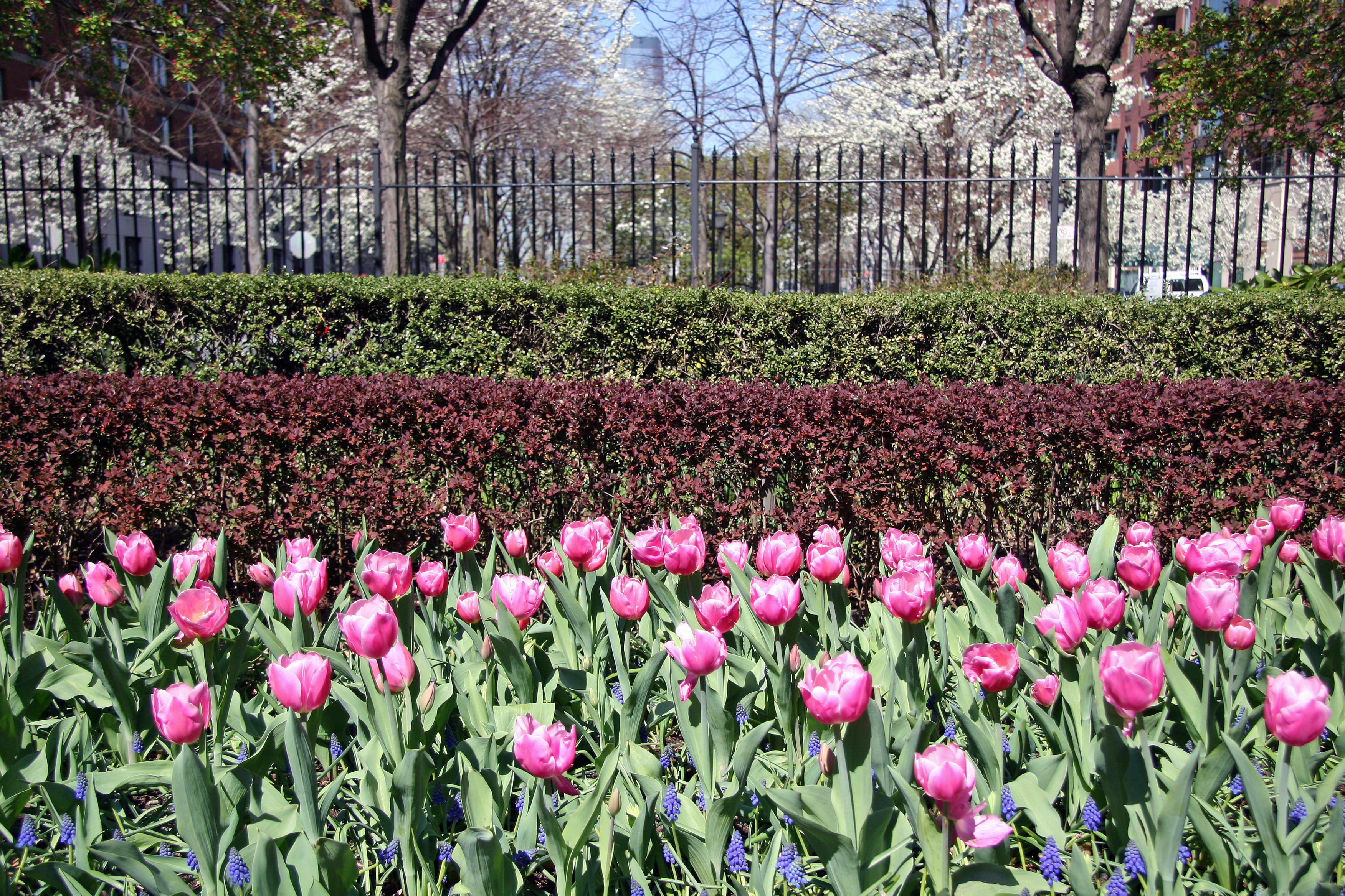 Tulips at Rector Place Garden