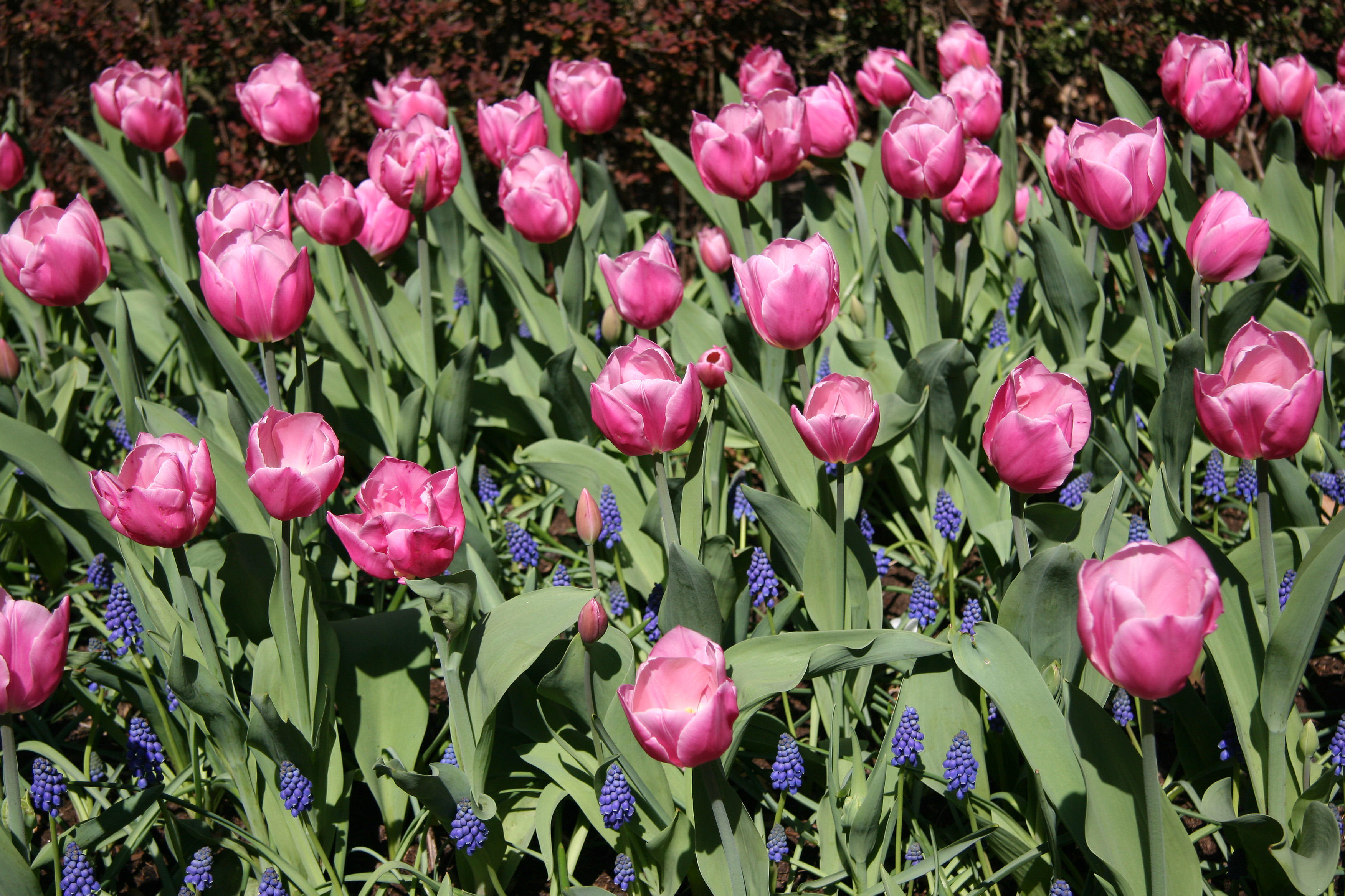 Tulips at Rector Place Garden