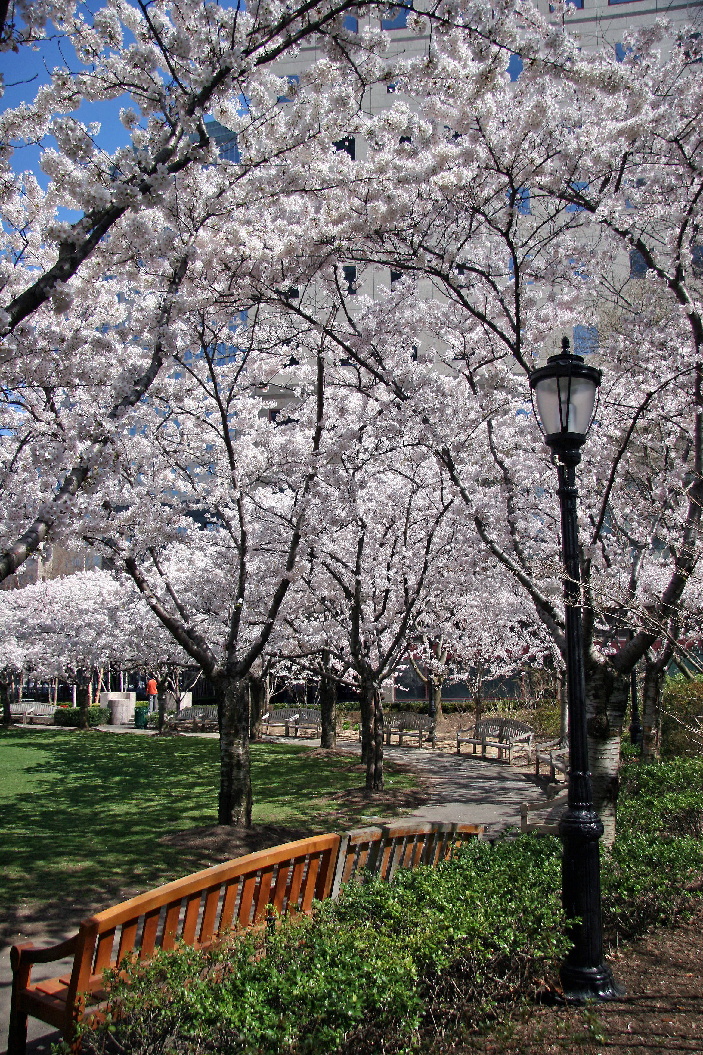 Financial Center Gardens - Cherry Tree Blossoms