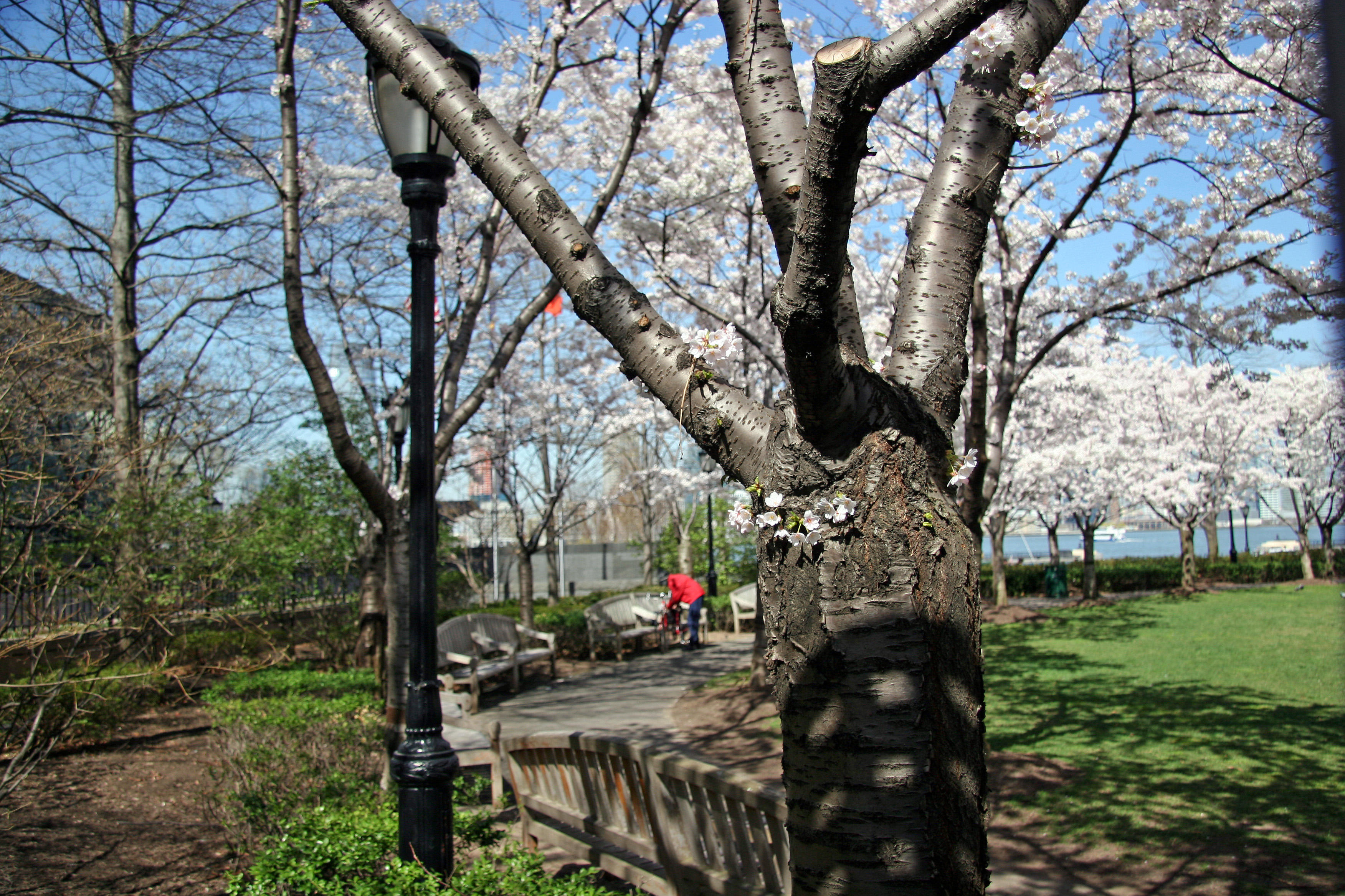Financial Center Gardens - Cherry Tree Blossoms