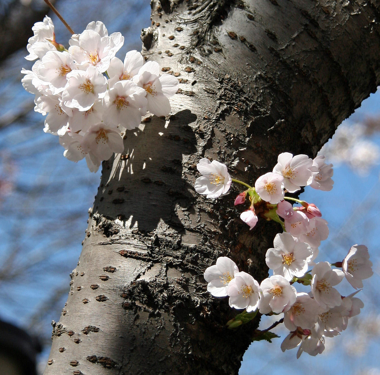 Financial Center Gardens - Cherry Tree Blossoms