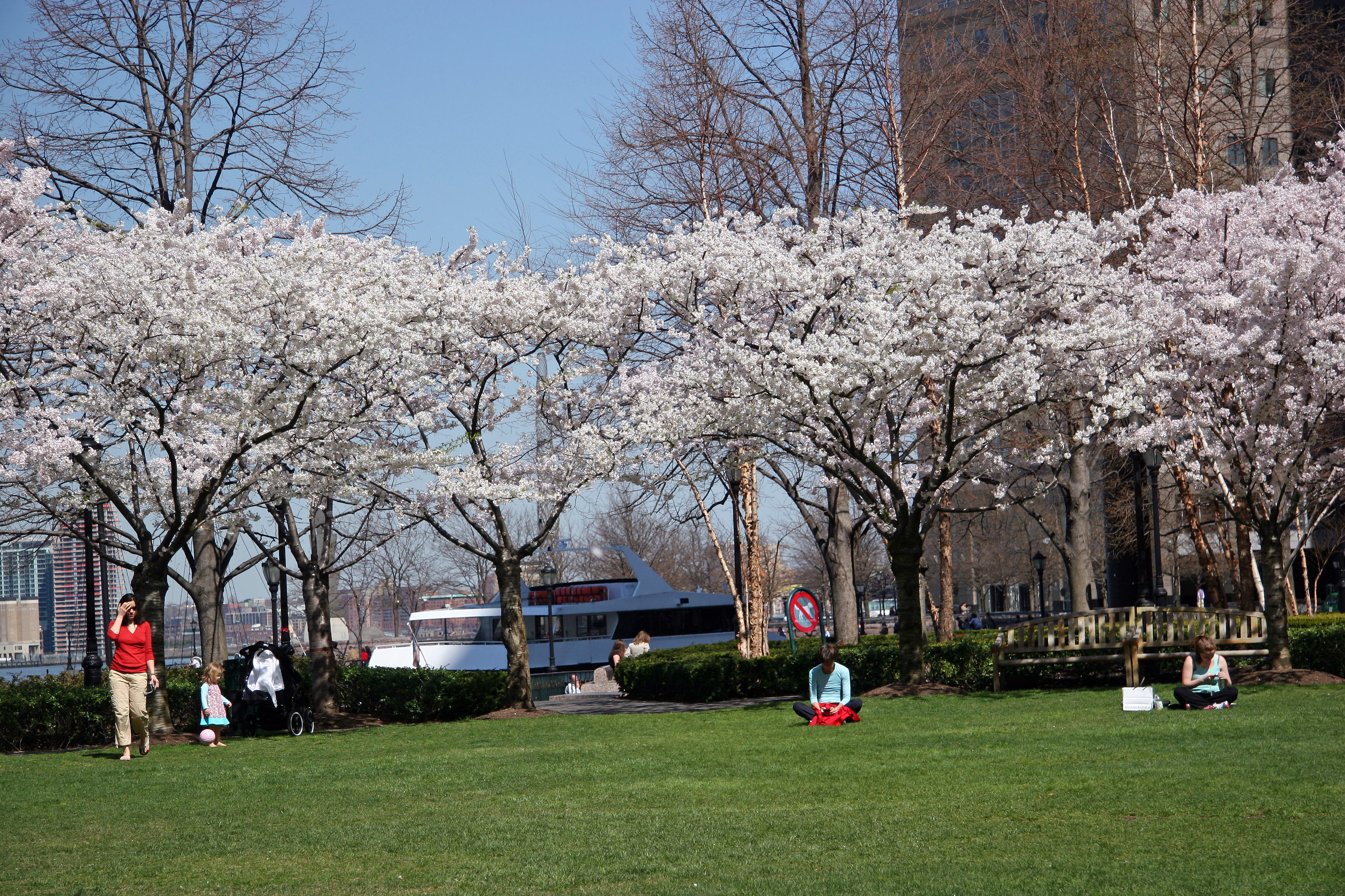 Financial Center Gardens - Cherry Tree Blossoms