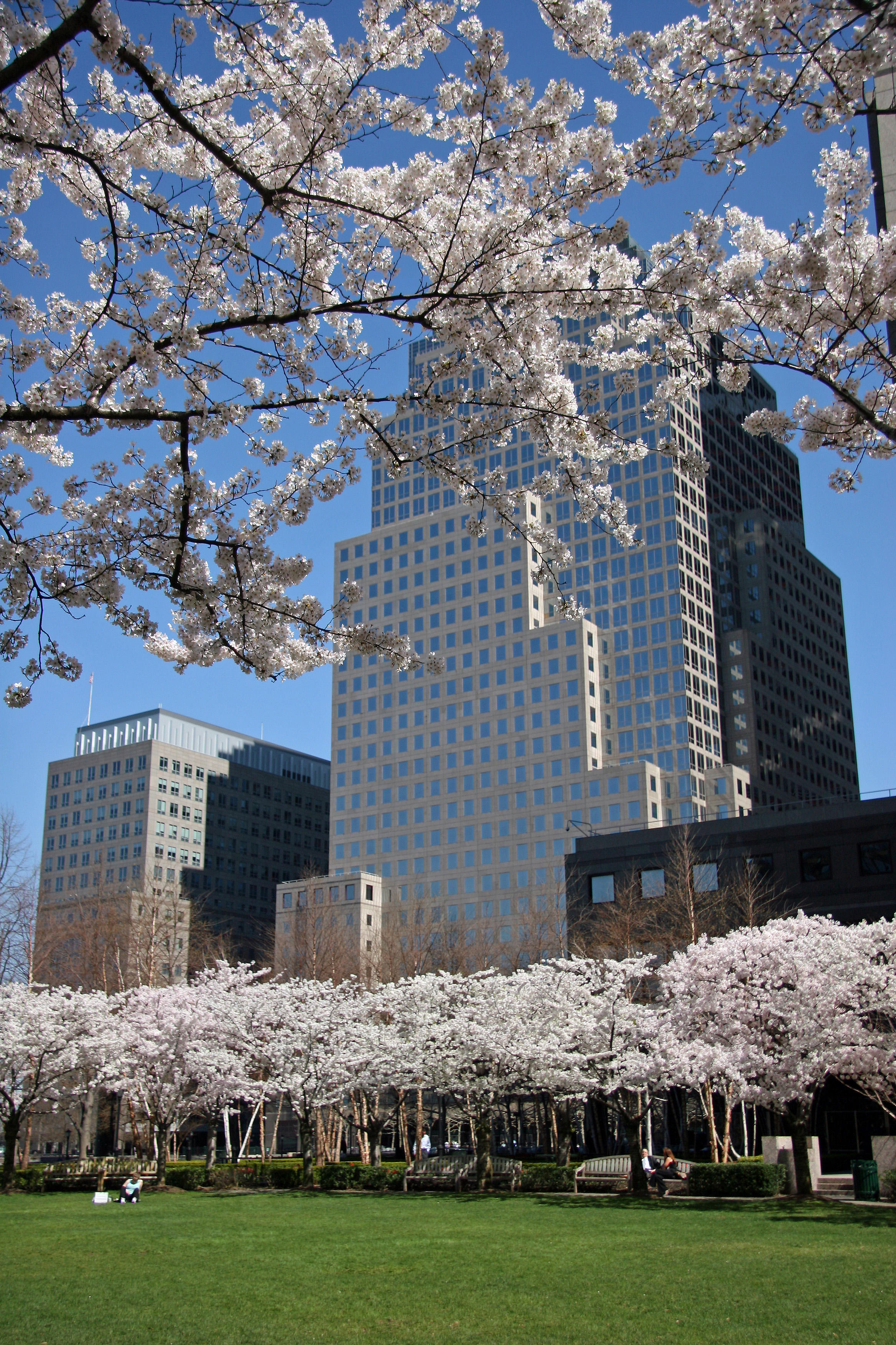Financial Center Gardens - Cherry Tree Blossoms