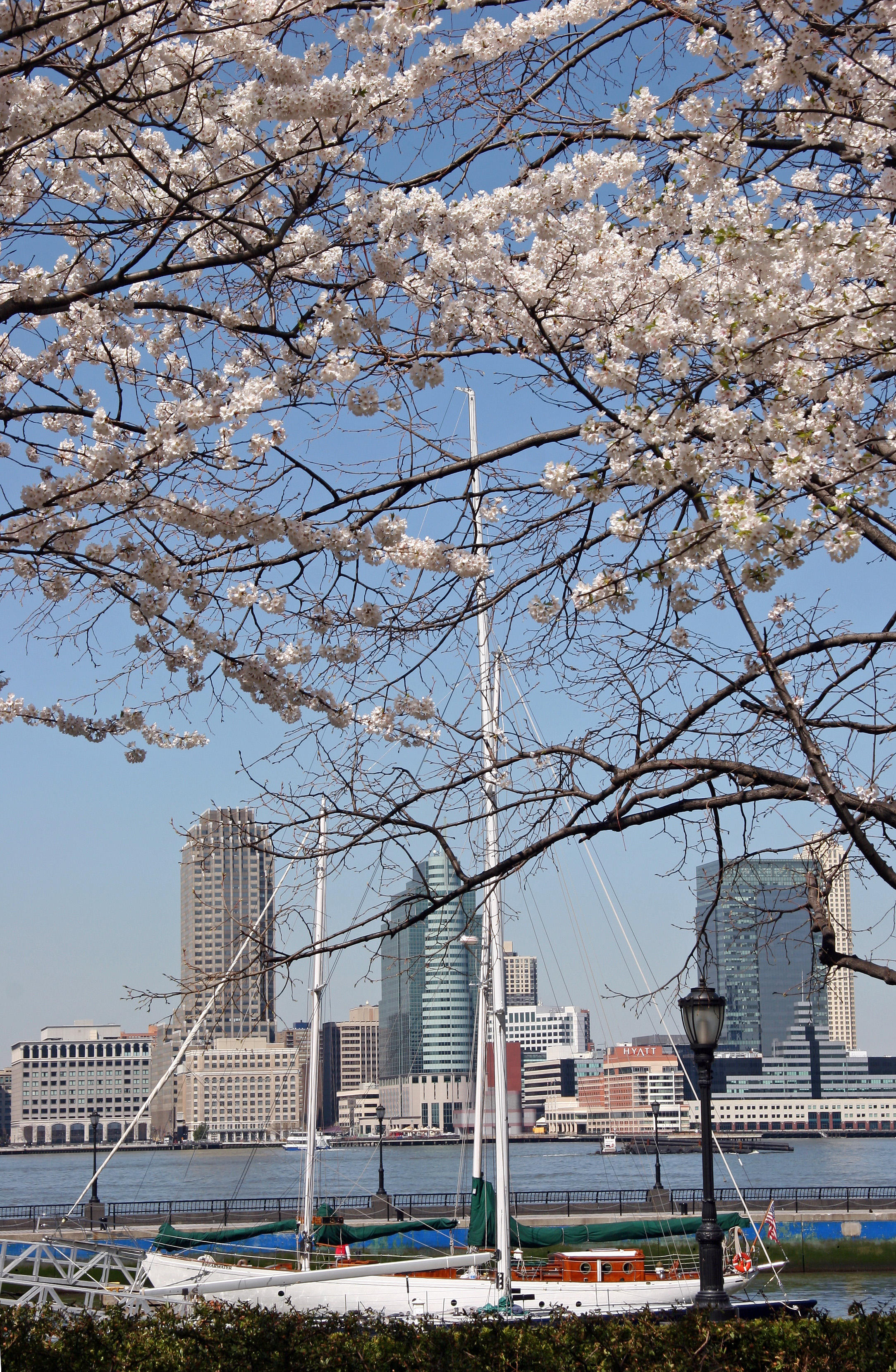 Financial Center Gardens - Cherry Tree Blossoms
