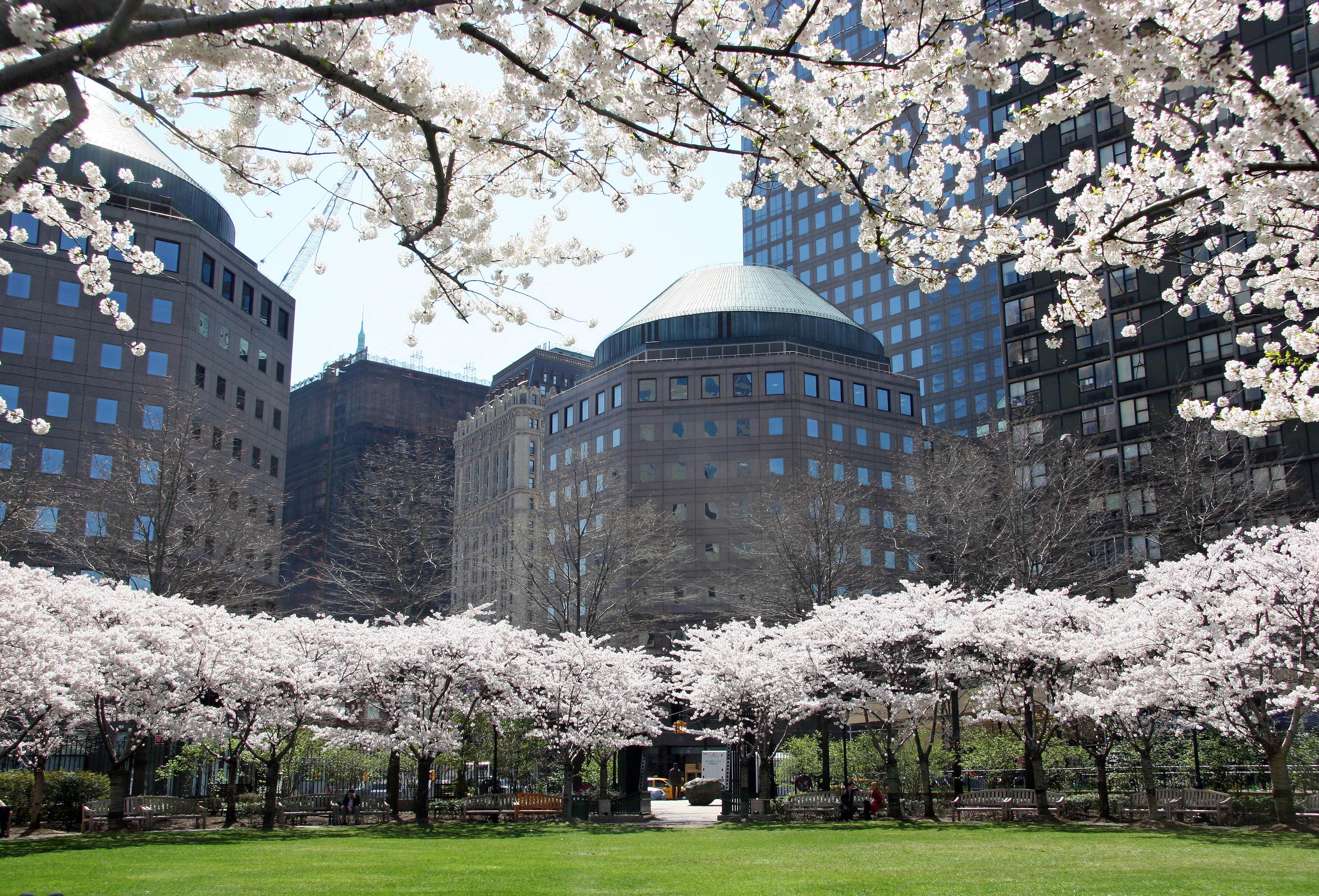 Financial Center Gardens - Cherry Tree Blossoms