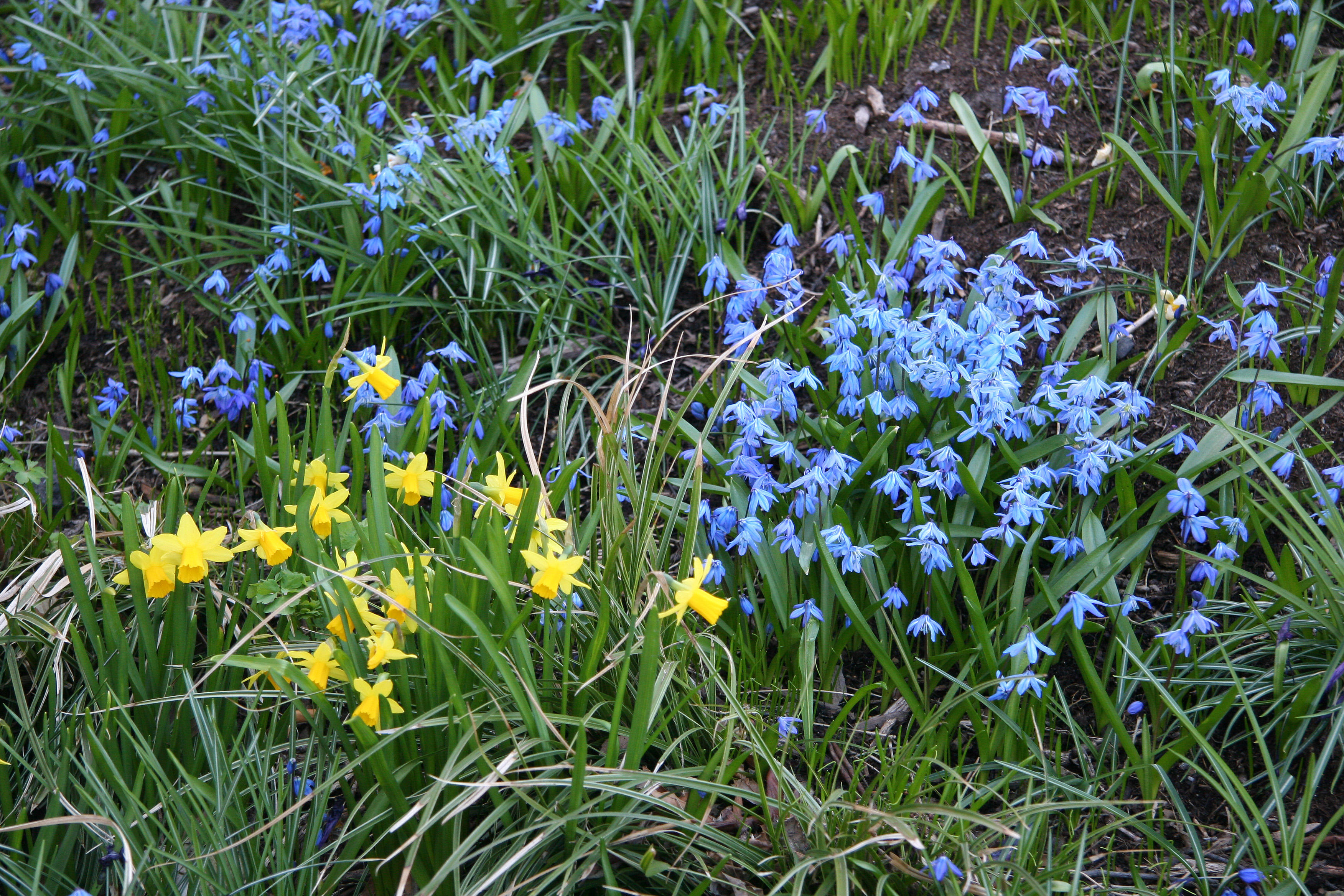 Squill (Scilla siberica) & Daffodils - Nelson A Rockefeller Park