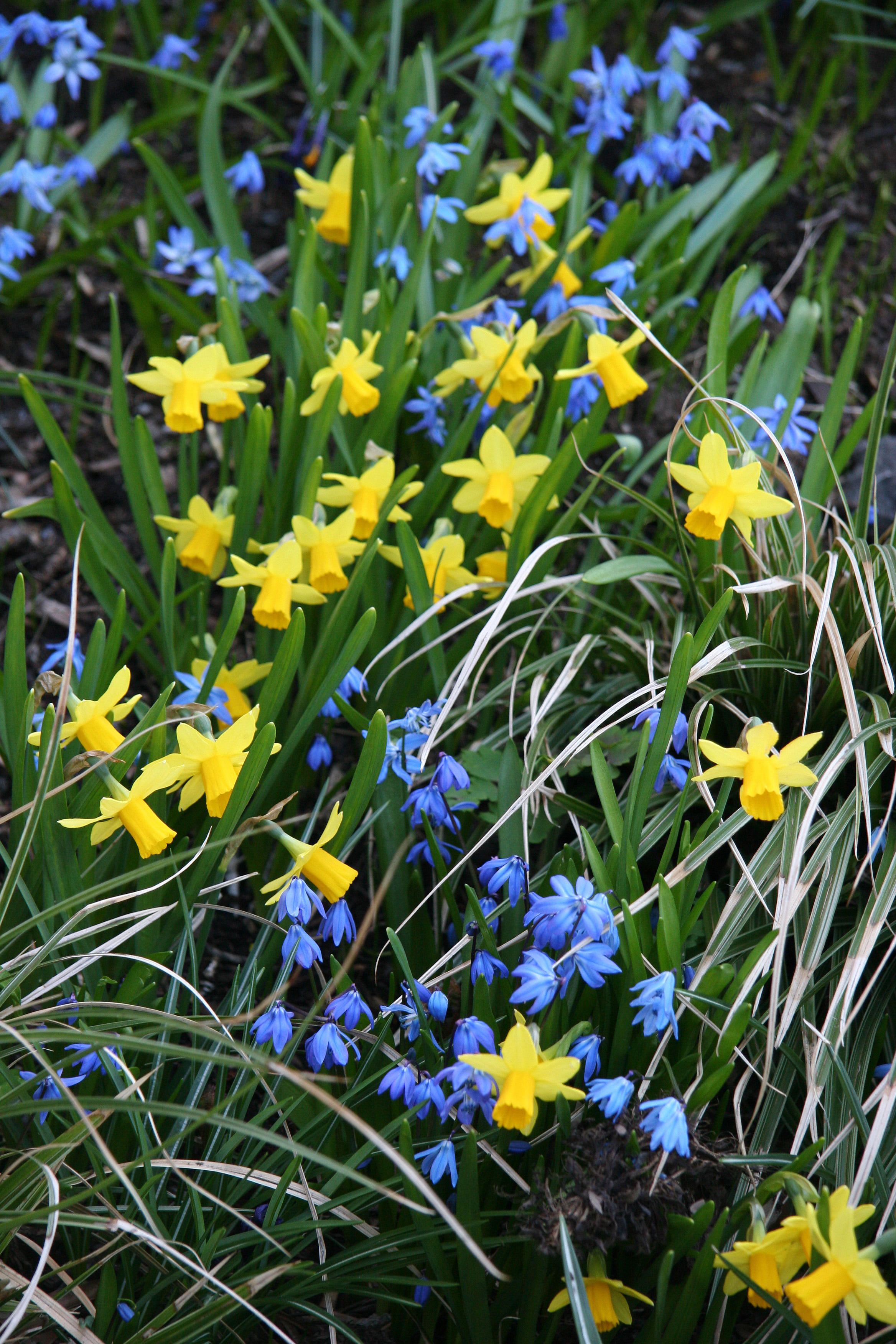 Squill (Scilla siberica) & Daffodils - Nelson A Rockefeller Park