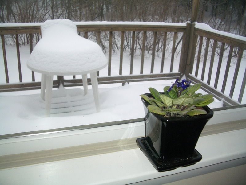 Spring Held Off Till Further Notice