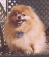 Pepper 1999