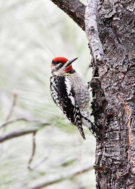 Red-Naped Sapsucker