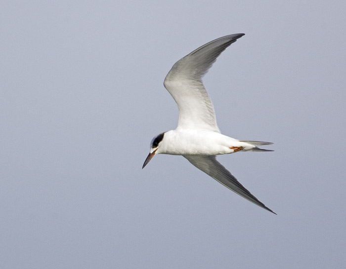 Forsters Tern - Immature