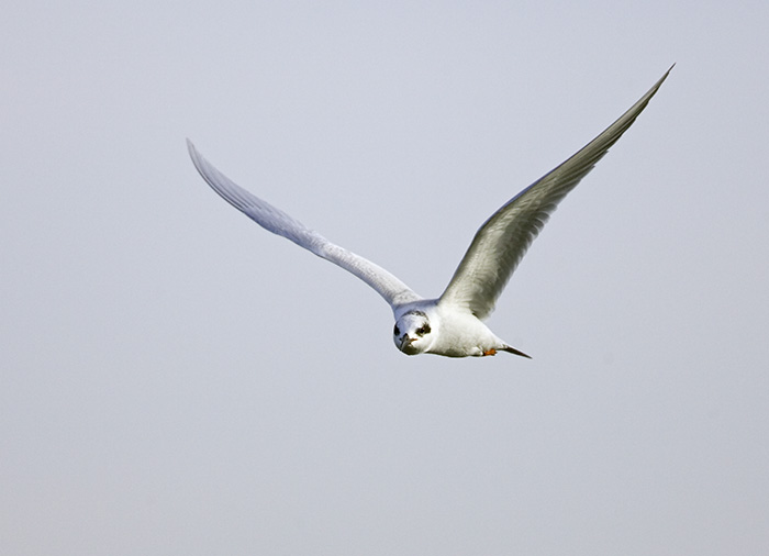 Forsters Tern - Immature