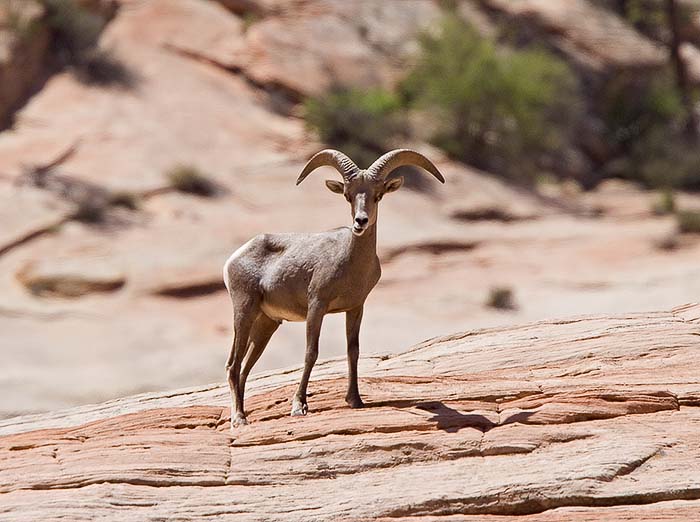 Desert Bighorn Sheep