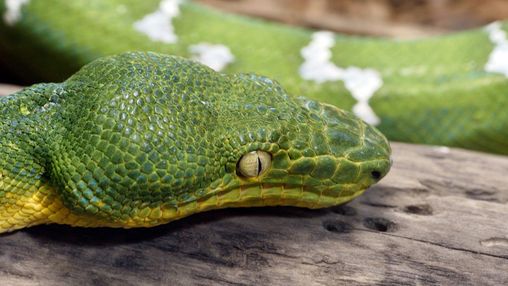 2008-02-24_GreenTreePython.JPG