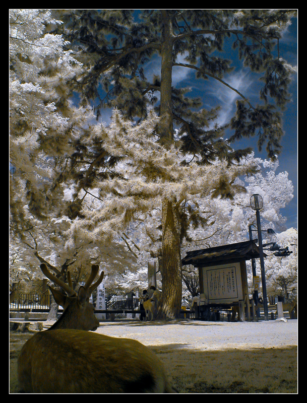 Nara,Japan