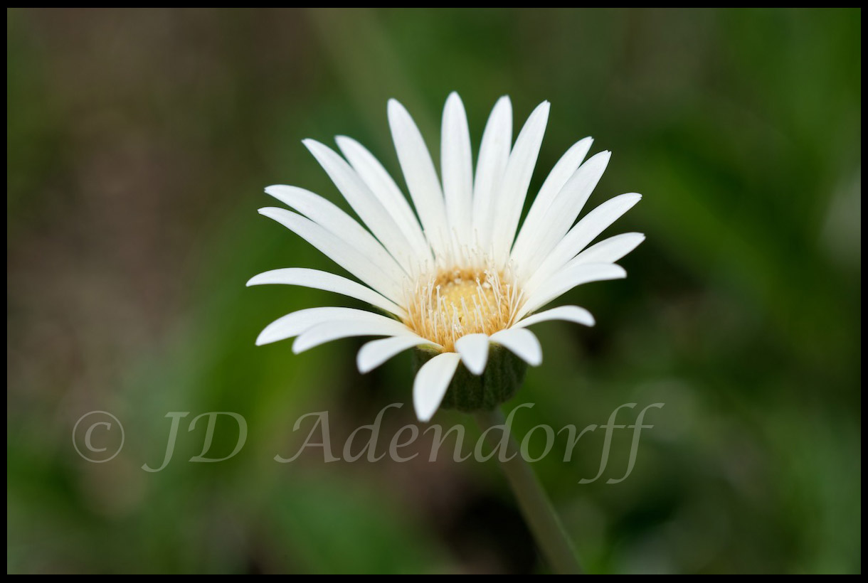 Gerbera sp., Asteraceae