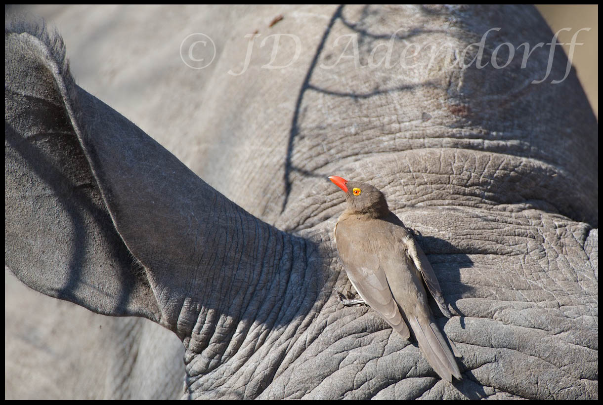 Red-billed oxpecker on white rhino