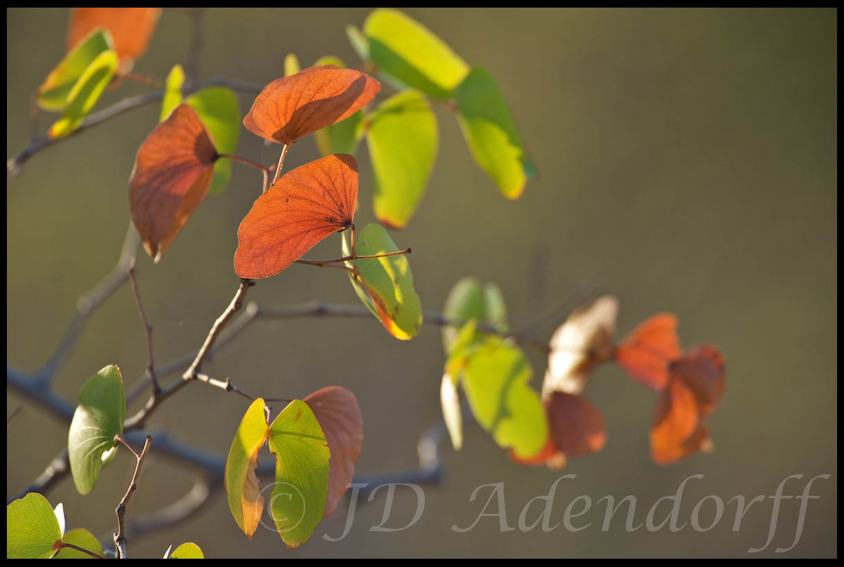 Mopane leaves