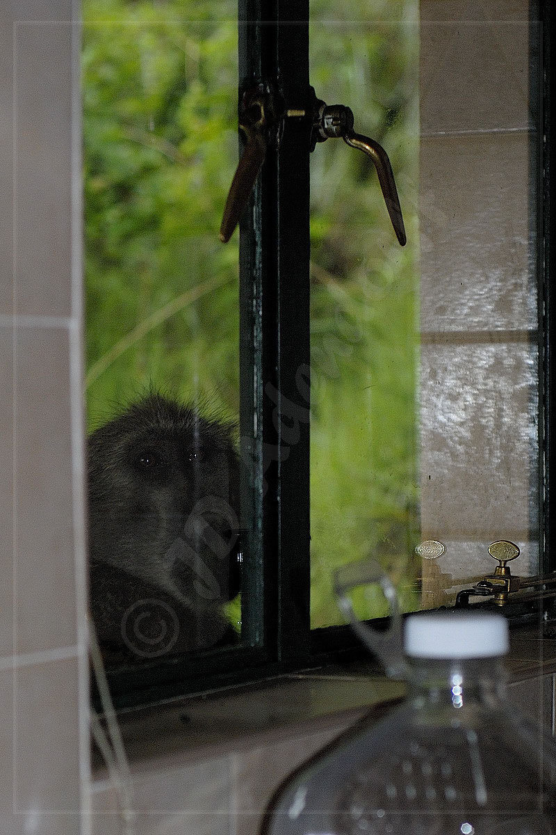 Longing stare