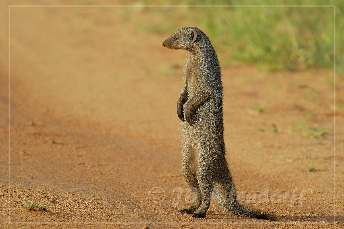 Banded mongoose