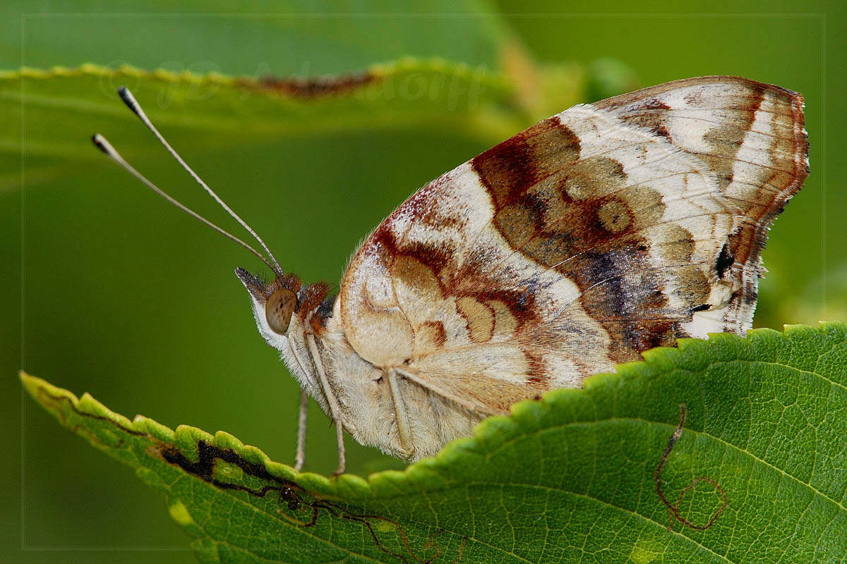 Junonia oenone, Scottburgh