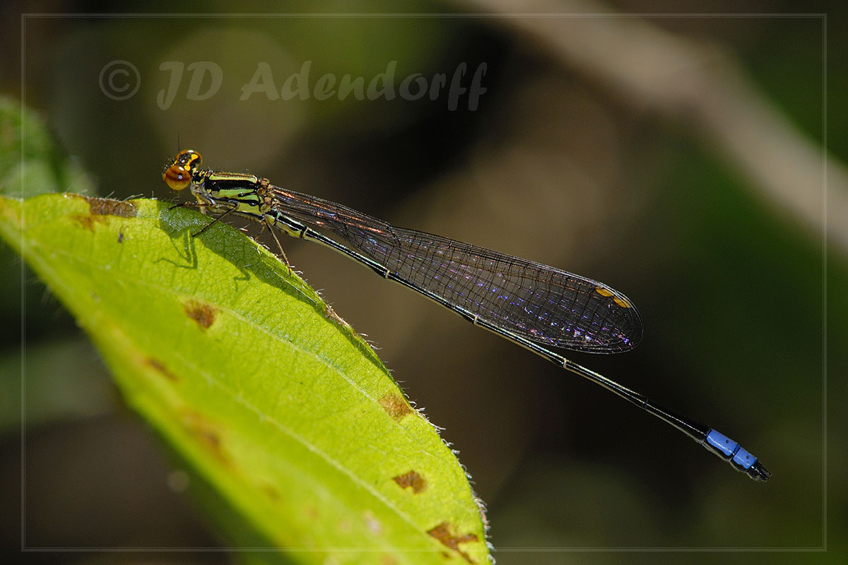 Pseudagrion hageni (Painted Sprite)