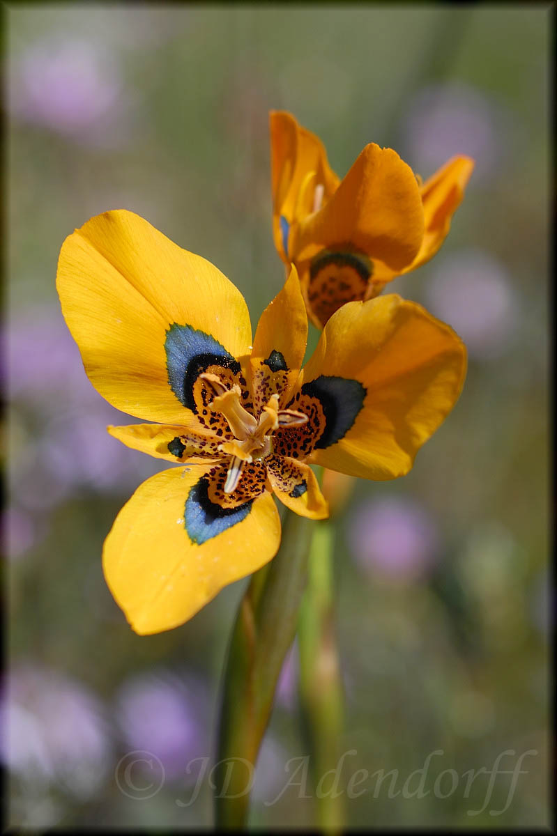 Moraea tulbaghensis, Iridaceae
