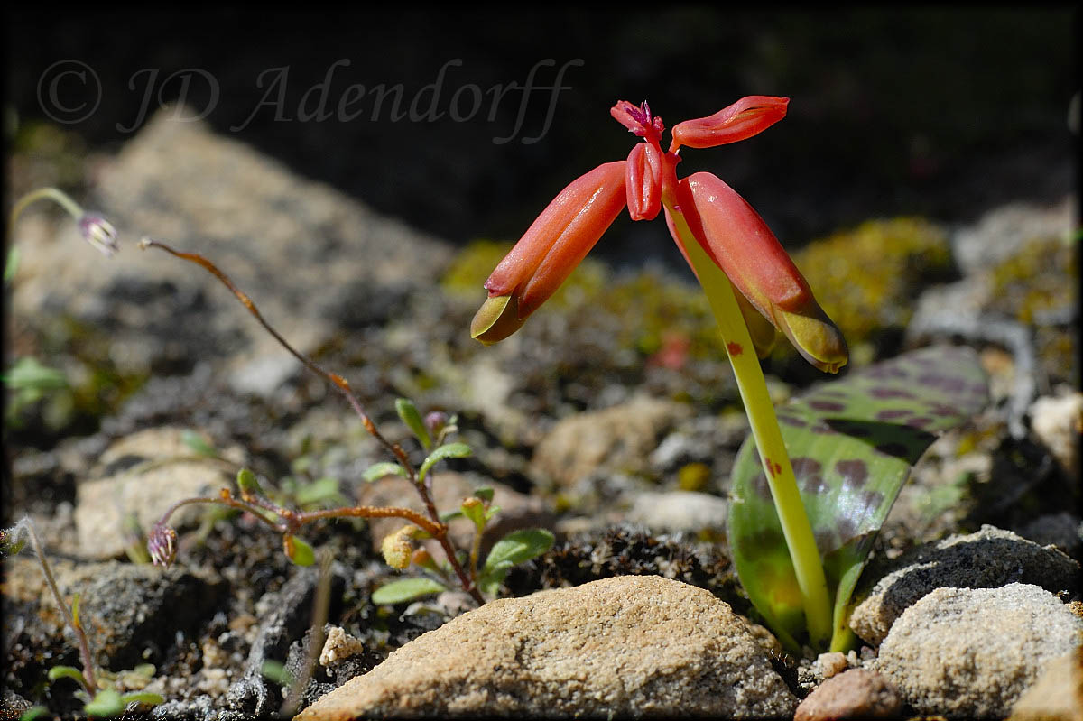 Lachenalia aloides, Hyacinthaceae