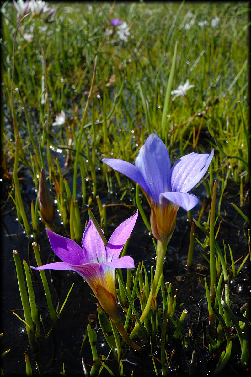 Romulea sp., Iridaceae