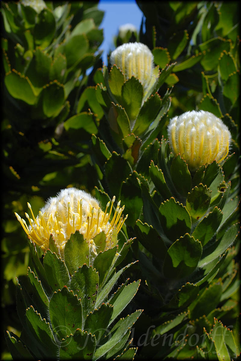 Leucospermum conocarpodendron, Proteaceae