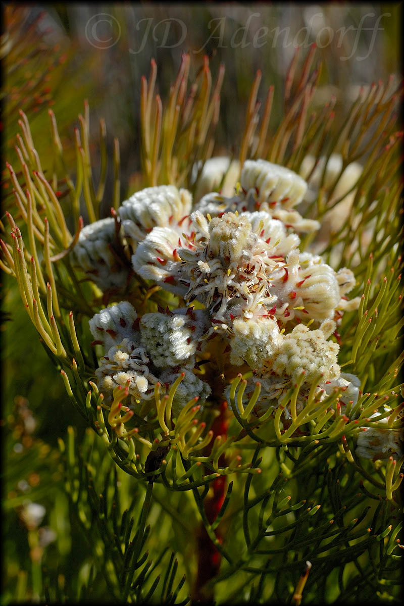 Serruria sp., Proteaceae