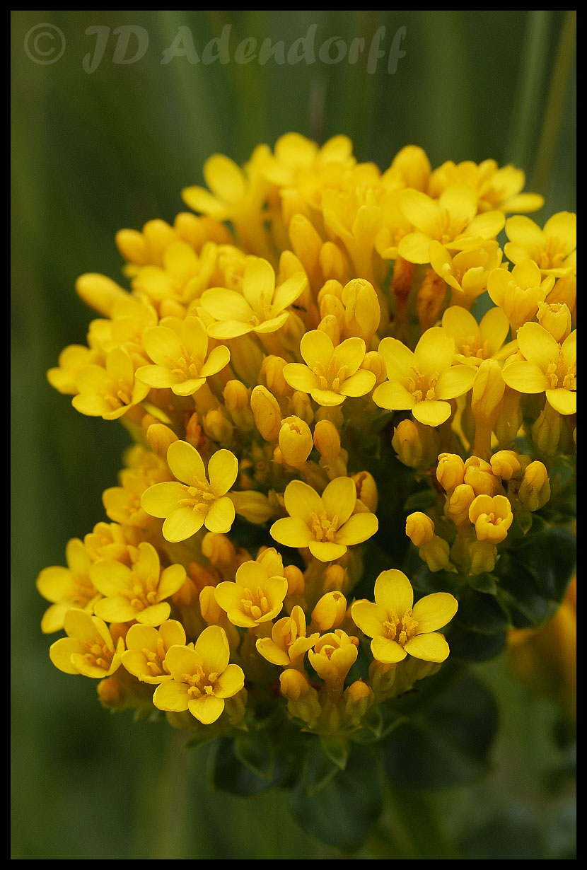 Sebaea sp.