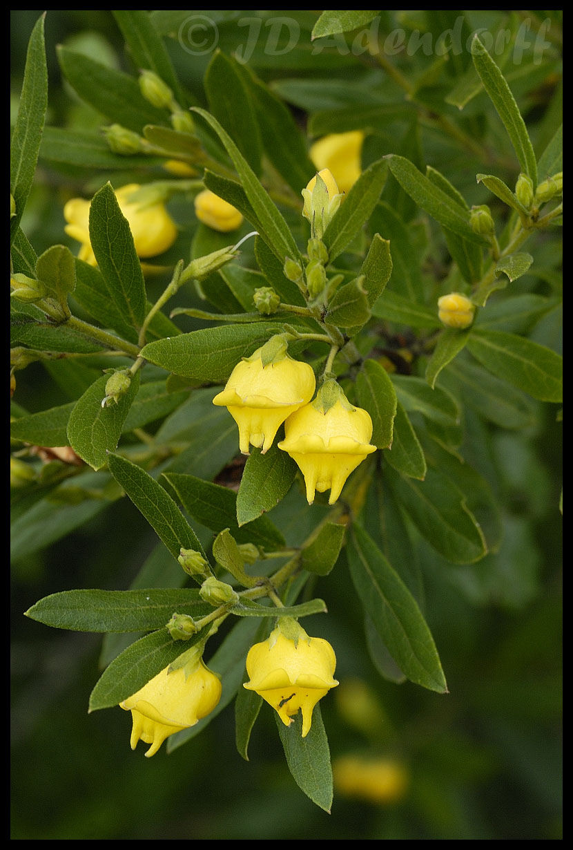 Bowkeria citrina