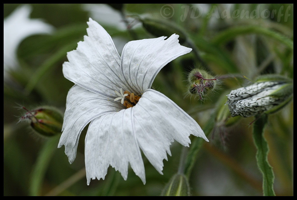 Monsonia sp.