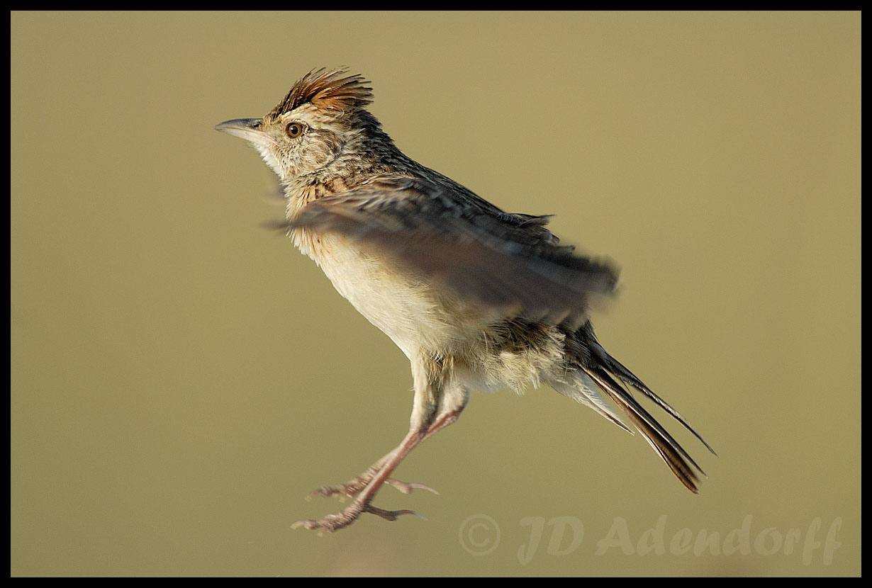 Rufous naped lark