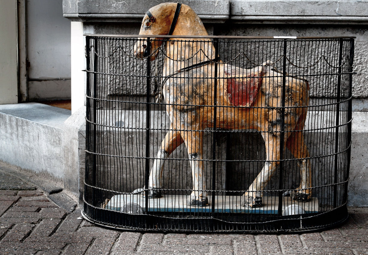 caught and caged for sale