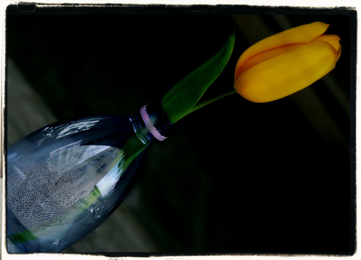 message in a bottle