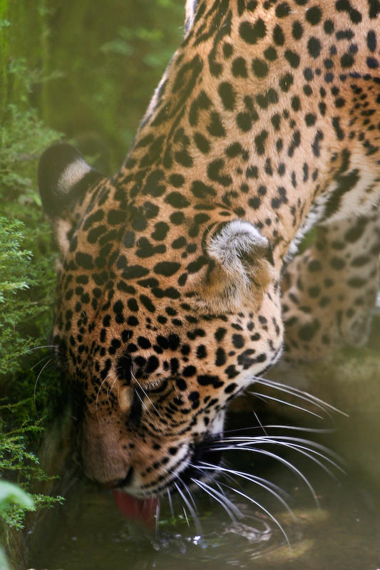 Thirsty Jaguar