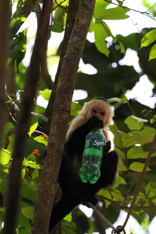 Step 2: Climb high into the trees