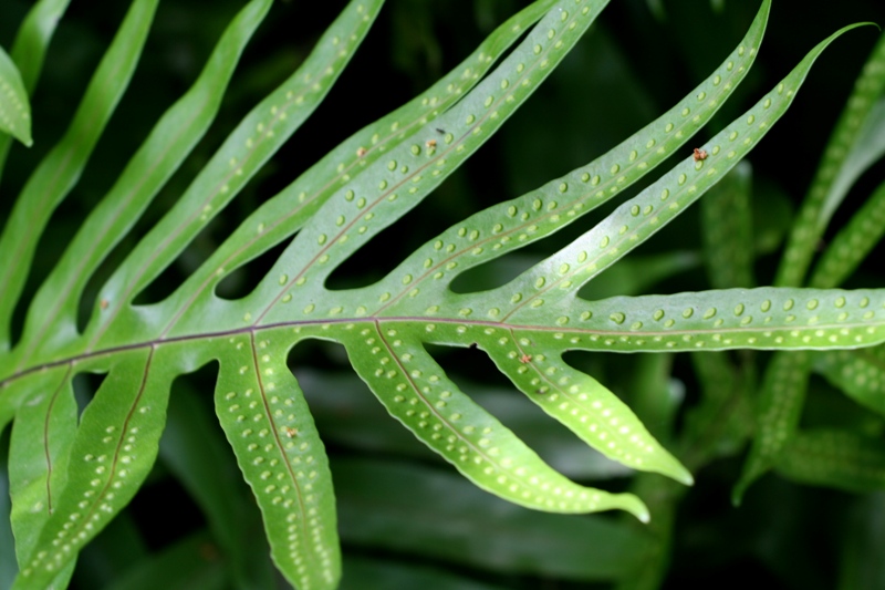 This is obviously a lego fern