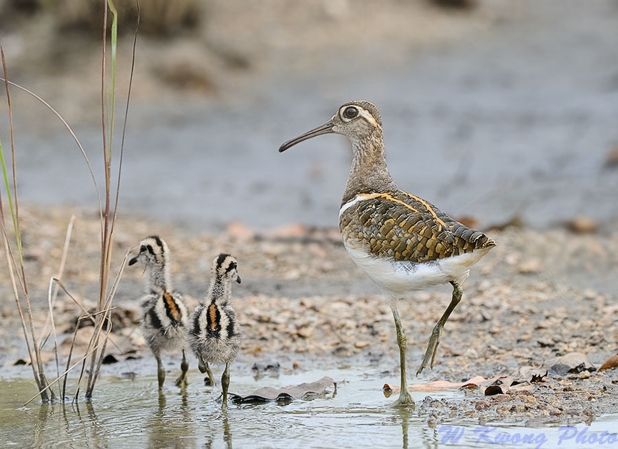 Greater Painter Snipe