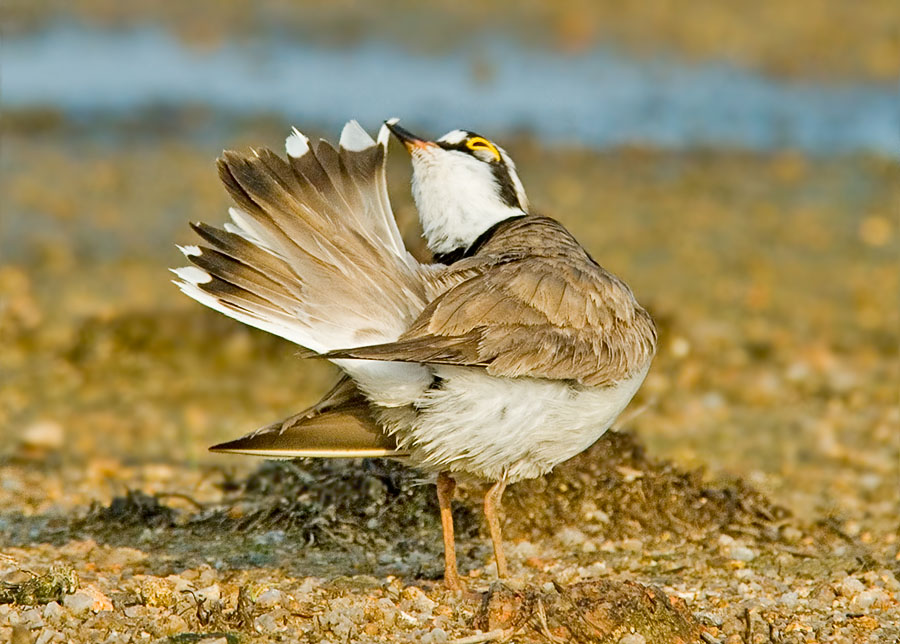 Little Ringed Plover