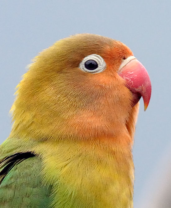 Fischers Lovebird