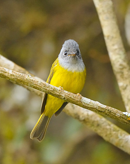 Grey-headed Canary  Flycatcher (方尾鶲)