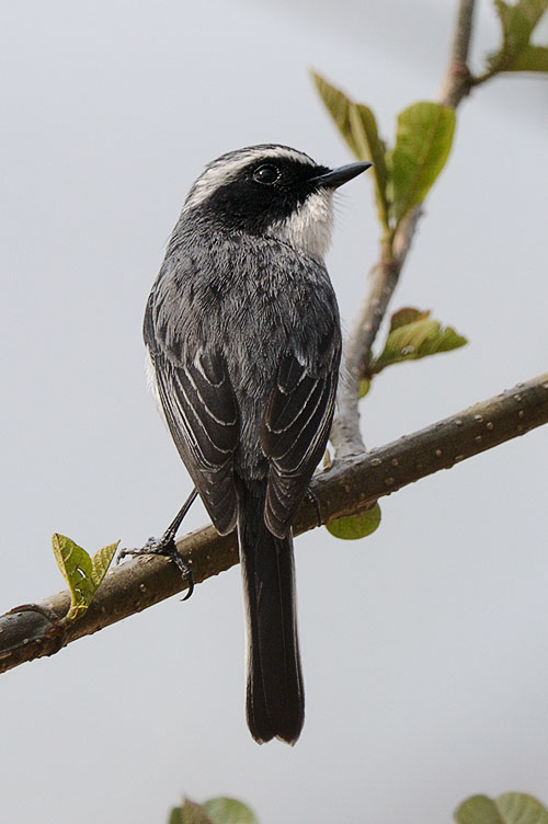 Grey Bushchat  (灰林䳭)