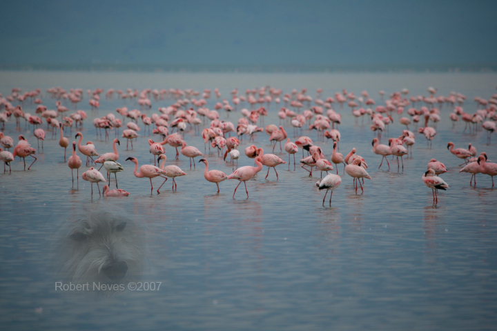 Pink Flamingos in Ngorogoro Crater