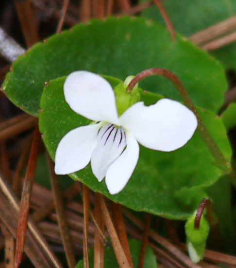 Spring wild flower